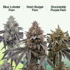 2026 Bestselling Indica Fem Collection