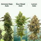 2026 Bestselling Sativa Auto Collection