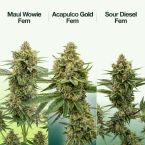 2026 Bestselling Sativa Fem Collection