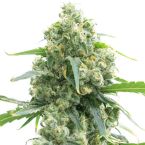 Early Skunk Feminized Cannabis Seeds
