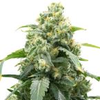 Big Bud Fast Version Cannabis Seeds