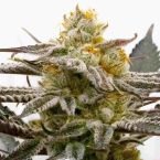 Sugar Black Rose Feminized Cannabis Seeds