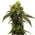 Star Killer Feminized Cannabis Seeds