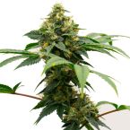 Gary Payton Feminized Cannabis Seeds