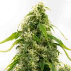 Tangie Feminized Cannabis Seeds
