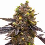 Purple Kush Autoflower Cannabis Seeds