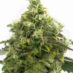 Bubba Kush Autoflower Cannabis Seeds