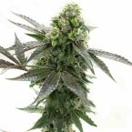 Blackberry Kush Feminized Cannabis Seeds