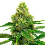 Tangie Autoflower Cannabis Seeds
