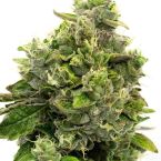 Fire OG Feminized Cannabis Seeds