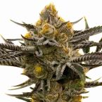 Platinum Cookies Feminized Cannabis Seeds