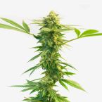 Mint Runtz Feminized Cannabis Seeds
