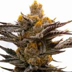 Killer Feminized Cannabis Seeds