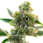 Triangle Kush Feminized Cannabis Seeds