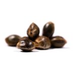 Power Plant Feminized Cannabis Seeds