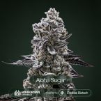 Aloha Sugar Cannabis Clones