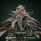 Gastronaut Cannabis Clones