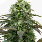 Black Demon OG Feminized Cannabis Seeds
