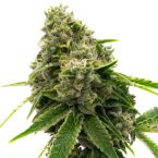 LSD Feminized Cannabis Seeds