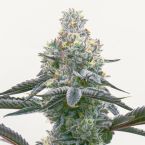 Animal Runtz Feminized Cannabis Seeds