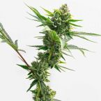 Garlic Breath Feminized Cannabis Seeds