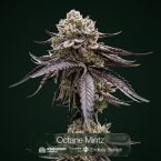 Octane Mintz + Endless Glue Clone Bundle