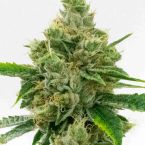 Skunk Autoflower Cannabis Seeds