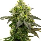 Haze Autoflower Cannabis Seeds