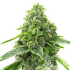 OG Kush Fast Version Cannabis Seeds