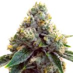 Super Silver Haze Feminized Cannabis Seeds