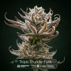 Octane Mintz + Endless Glue + Tropic Thunder Funk Clone Bundle