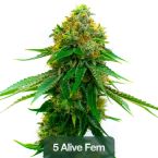 High THC Seeds Mix Pack