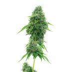 Jack Widow Feminized Cannabis Seeds