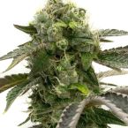 Big Devil Autoflower Cannabis Seeds
