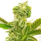 Triple XL Autoflower Cannabis Seeds