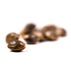 CBD Kush Autoflower Cannabis Seeds