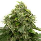 Bubblegum Feminized Cannabis Seeds