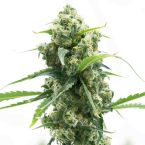 Lemon Diesel Feminized Cannabis Seeds