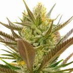 Banana Punch Feminized Cannabis Seeds