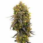 Regular Seeds Mix Pack