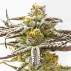 Purple Punch Feminized Cannabis Seeds