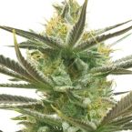 White Widow Feminized Cannabis Seeds