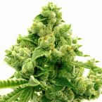 Original Lemon Pie Feminized Cannabis Seeds