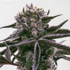 Sundae Driver Feminized Cannabis Seeds