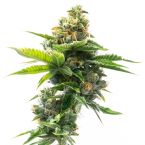 Deelite Autoflower