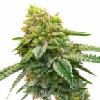 MK Ultra Feminized Cannabis Seeds