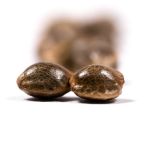 Star Killer Feminized Cannabis Seeds