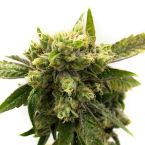Chemdawg #4 Feminized Cannabis Seeds