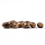California Dream Feminized Cannabis Seeds