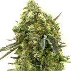 California Dream Feminized Cannabis Seeds